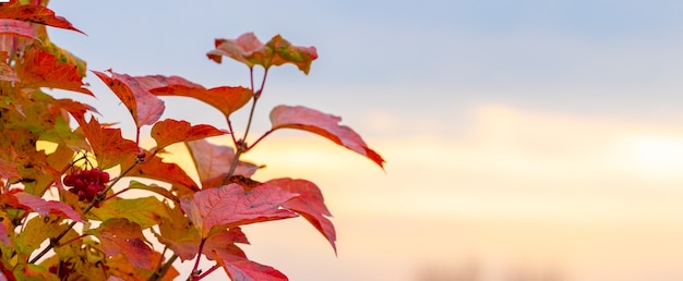 Viburnum bush with red leaves on a background of the sky during sunset