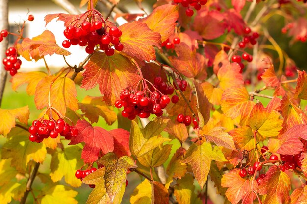 Viburnum bush with ripe red berries in autumn