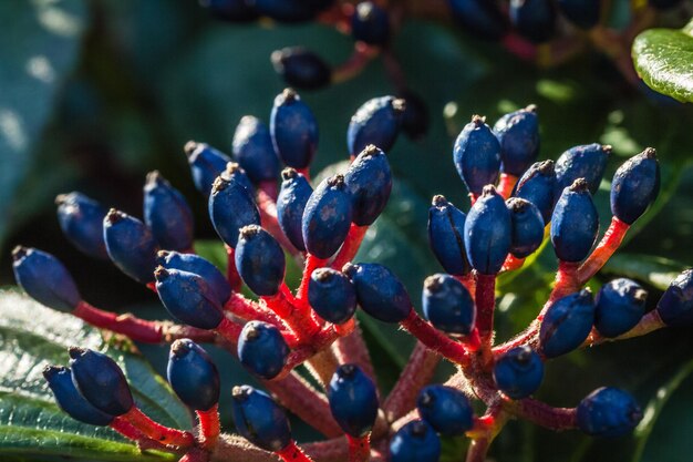 Фото viburnum davidii (вибурнум давидьи)