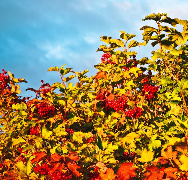 Viburnum en hemel van Bush