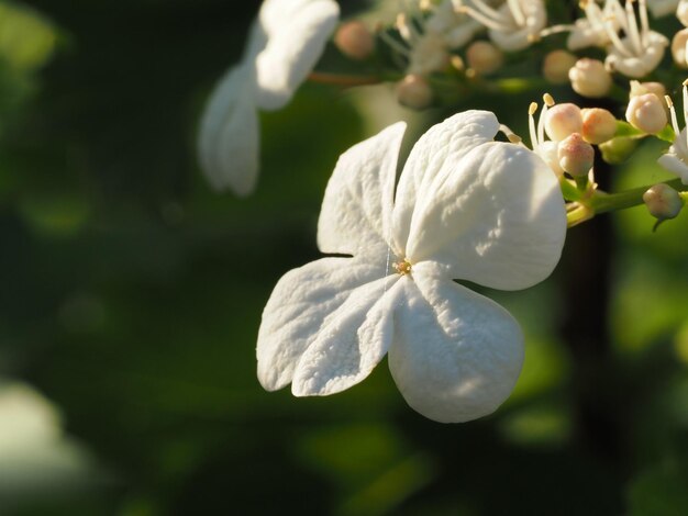 viburnum flower