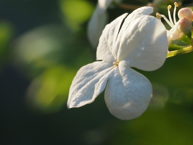 viburnum flower