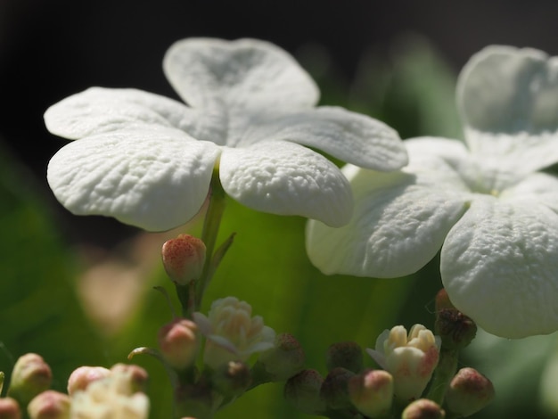 ガマズミ属の木の花