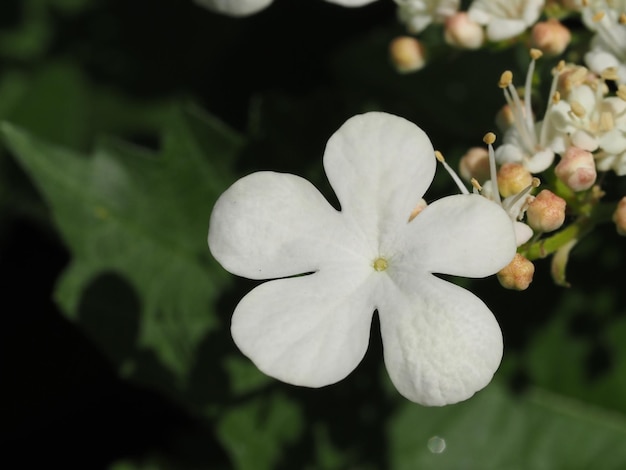 viburnum flower