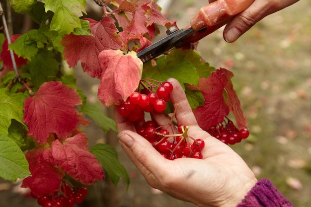 Foto raccolta del viburnum