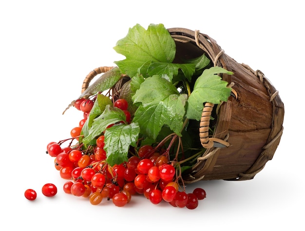 Viburnum in een mand die op wit wordt geïsoleerd