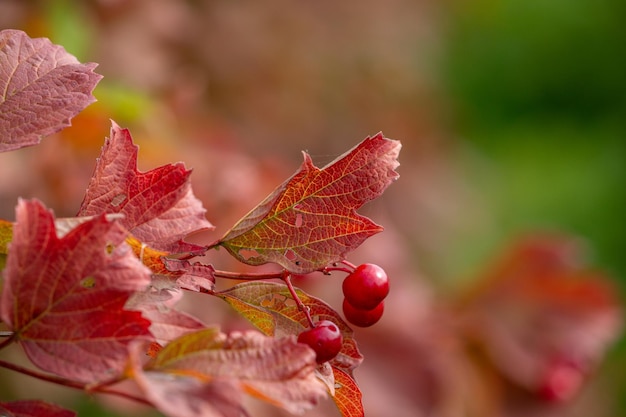 Viburnum macro photography pattern with red berries Autumn tree with red leaves background