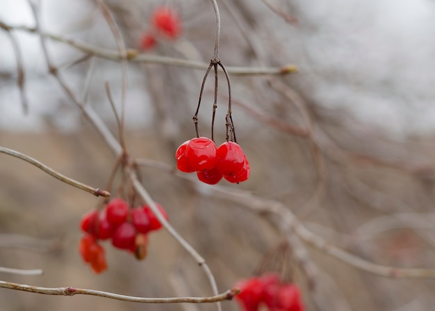 Viburnum op de takken van een boom