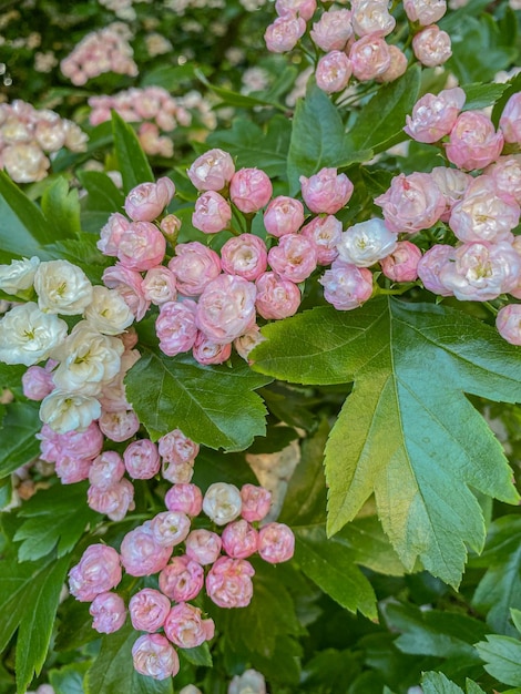 Viburnum opulus variegataのピンクと白の花