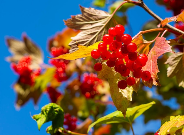 Viburnum ordinary. Viburnum branches with red berries and leaves against  blue sky in autumn on a sunny day