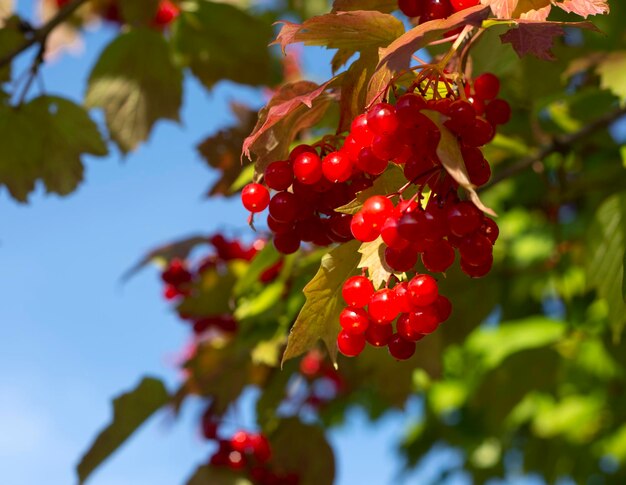 Viburnum 일반. 화창한 날 가을에 푸른 하늘을 배경으로 붉은 열매와 잎이 있는 가막살나무 가지