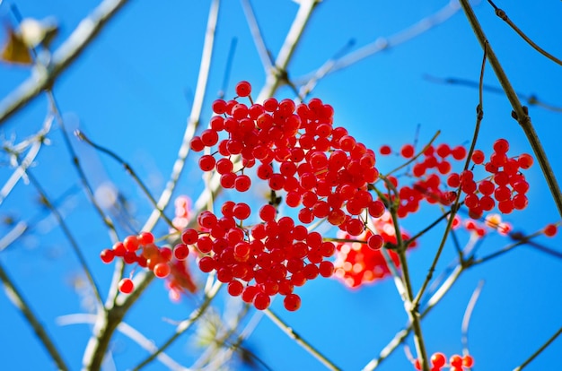 Viburnum red ripe berries against blue sky, natural seasonal background