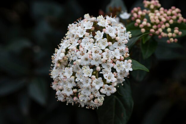 ガマズミ属の木、学名 viburnum carlesii 春に白い花を咲かせる低木