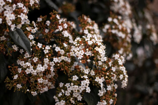 ガマズミ属の木の花