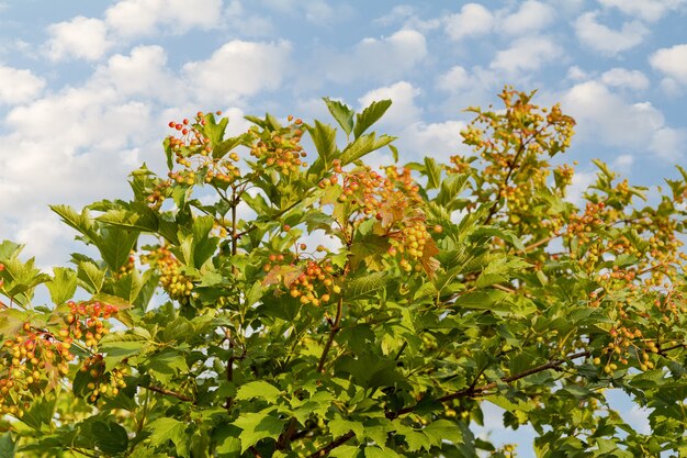 Viburnum tree with green berries and green leaves on the blue sky surface