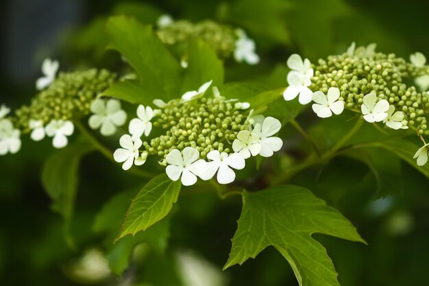 Viburnum witte bloemen close-up