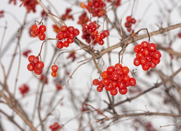 Viburnumbessen in winterwinteroogst aan een boom