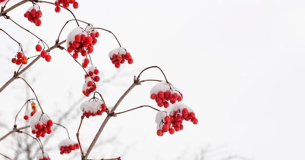 Viburnumbessen in winterwinteroogst op een boom met een kopie van de ruimte