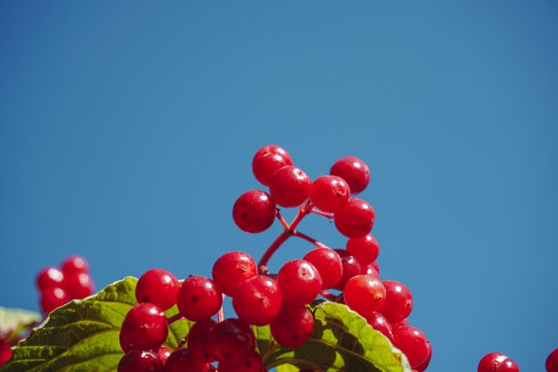 Viburnumclose-up op de achtergrond van de hemel. Rode viburnum. Grote rode viburnum.