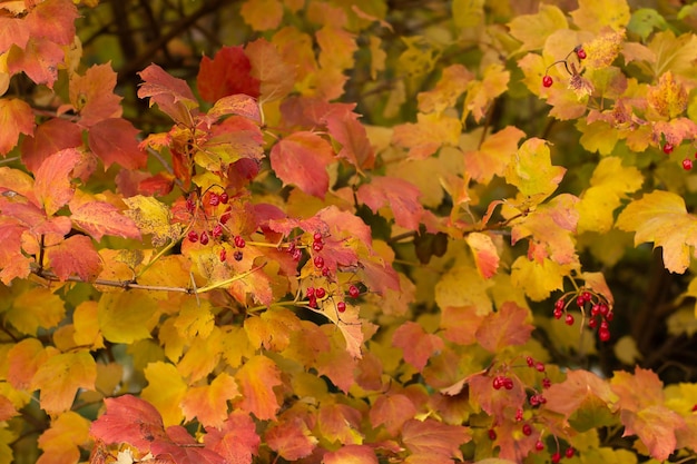 Viburnumstruik met rijpe rode bessen in autumn5