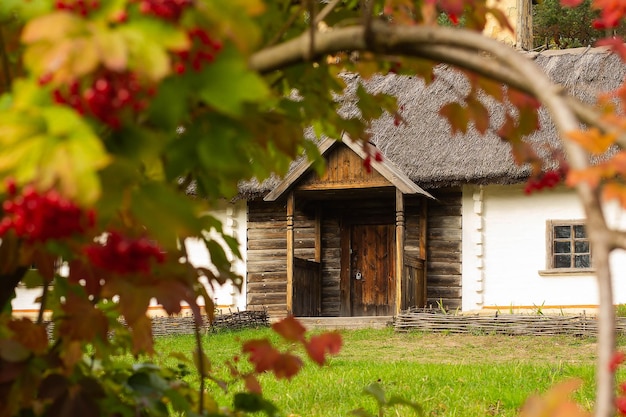 Viburnumstruik met rijpe rode bessen op de achtergrond van een dorpshuis