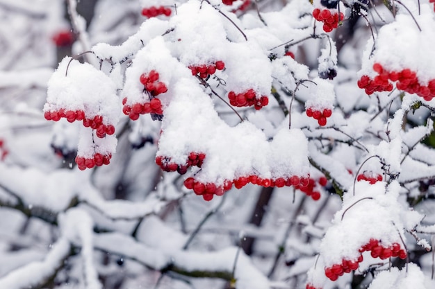 Viburnumstruik met rode bessen in de winter na zware sneeuwval