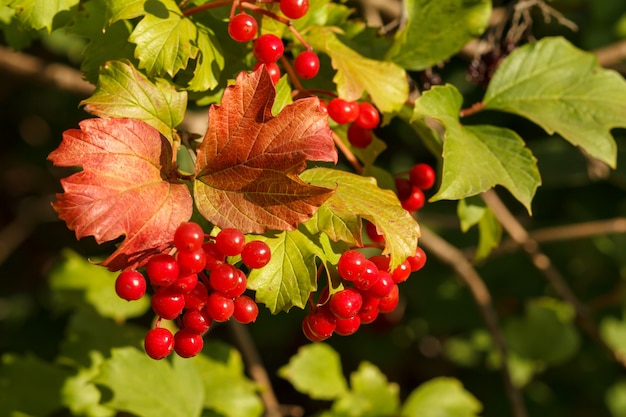 Viburnumtak met rode bessen, groene en gele bladeren op de onscherpe achtergrond. Herfst thema.