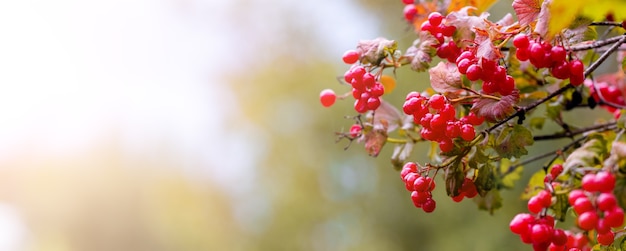 Viburnumtak met rode bessen op een vage de herfstachtergrond