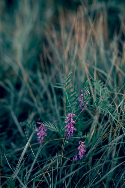 녹색 잔디 배경에 Vicia cracca 꽃입니다. 야외 여름 잔디