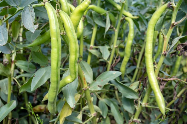 Vicia faba, also known as the broad bean, fava bean or tic bean.