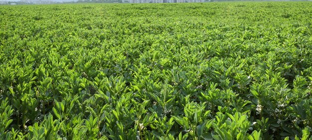 Vicia faba een veldfocus op de voorkant van het veld de bloeiende plant