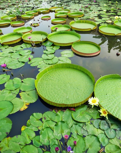 Foto victoria amazonica e nymphaea tetragona nello stagno