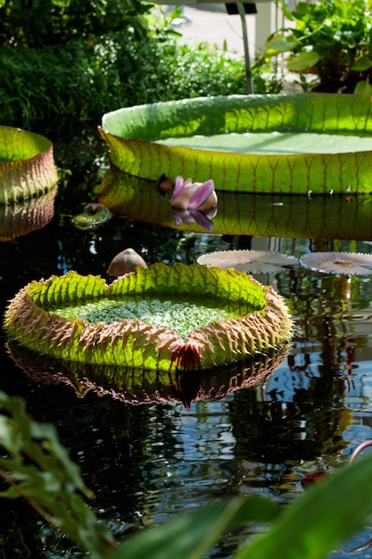 Foto victoria regia piante in laguna