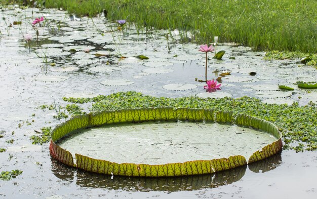 ビクトリアスイレン蓮の花またはスイレンの花が池に咲く