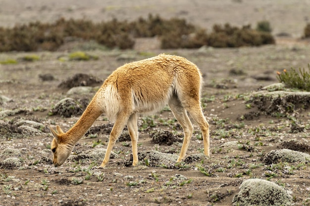 vicua die struiken eet in de paramo