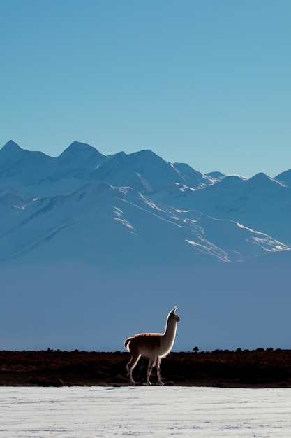 Vicua Llama Alpaca in het midden van een landschap van besneeuwde bergen in de Peruaanse Andes