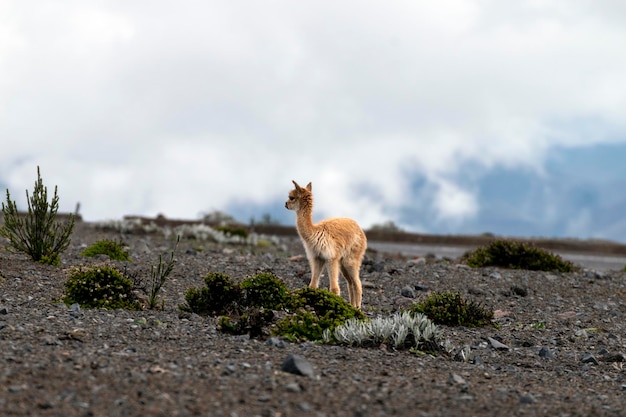 vicua's in de paramo van de chimborazo-vulkaan