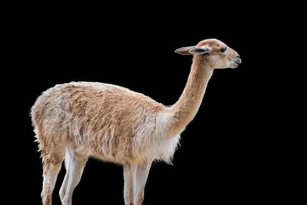 Vicuna An animal similar to a llama or alpaca Vicuna isolated on black background