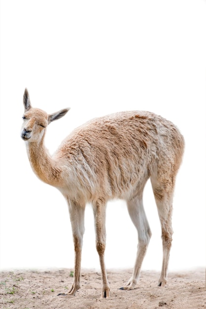 Vicuna An animal similar to a llama or alpaca Vicuna isolated on white background