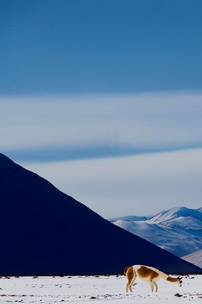 Vicuna Llama Alpaca sitting in a landscape of snowy mountains in South America