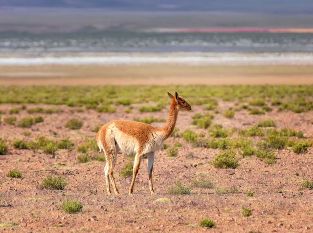 Vicuna loopt in de vallei bij de berg bolivia andes altiplano zuid-amerika