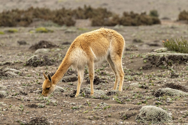 vicuna voeden zich op de hellingen van de chimborazo-vulkaan in het Andesgebergte