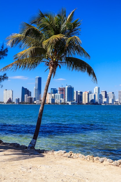 viedw of miami skyline and palm tree