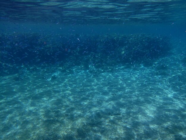 Viele kleine fische auf einer stelle im roten meer