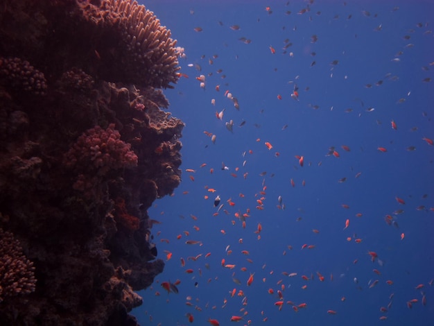 Viele kleine rote fische bei einem riff im roten meer