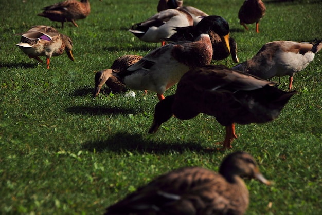 Viele verschiedene enten im gruenen gras im sommer