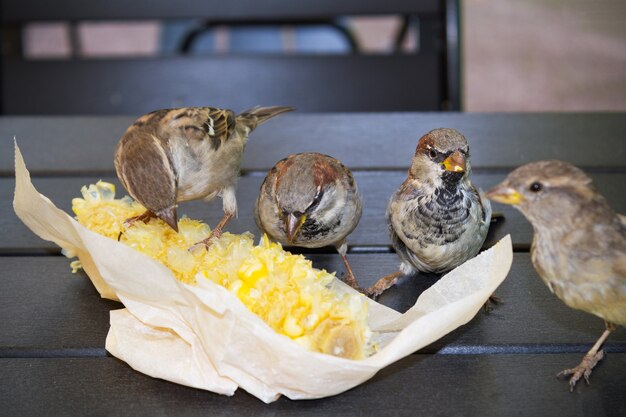 Vier bruine mussen pikken gekookte maïs in papieren verpakkingen op houten tafel buiten, close-up.