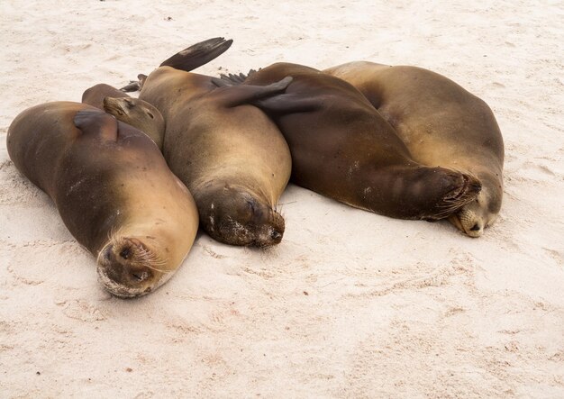 Vier Galapagos-zeehonden op een rij op het strand