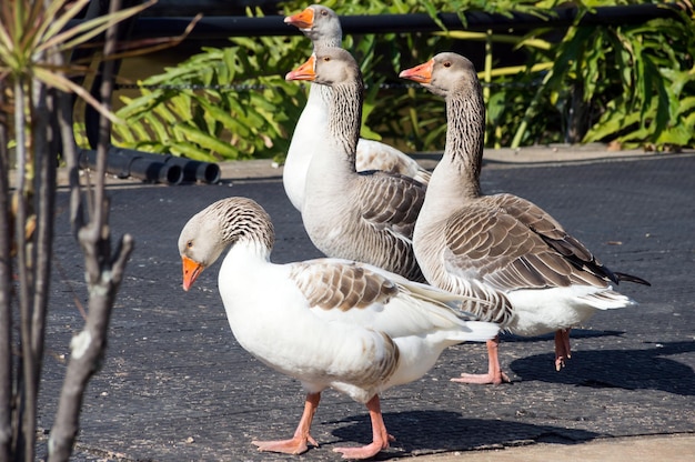 Vier ganzen die naast elkaar in de zon lopen