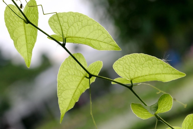 vier groene bladeren zien er prachtig uit